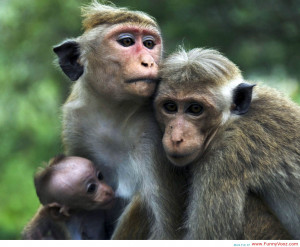 Cute Monkey Funny HD Wallpaper