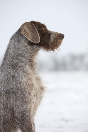 slovakian wirehaired pointer... (looks a lot like a german wirehaired ...