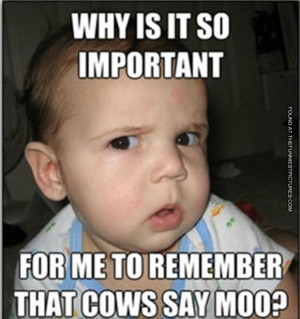 What does the cow say?