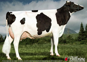The Perfect Holstein Cow