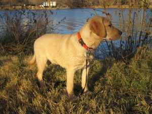 Yellow Labrador Retriever Img