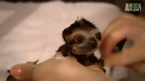 ... happy kawaii animal amazing wildlife sloths gifset sloth baby sloth