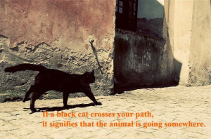 Black Cat Funny Quotes
