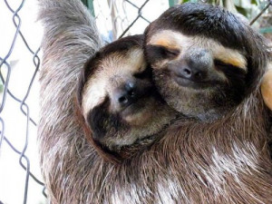 cute sloth couple