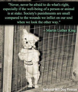 Martin Luther King / Welfare Compassion Animal Quote