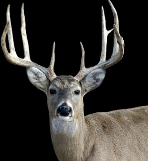 Whitetail Deer Png