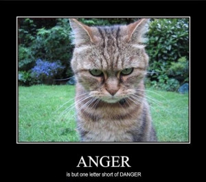 funny wednesday pictures | tags anger angry funny animals posted in ...