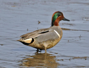green winged teal hen source http galleryhip com green wing teal hen ...