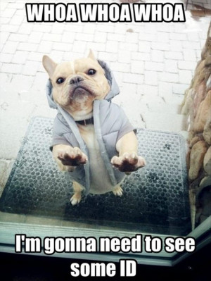 funny dog pics funny pics of anything with captons for