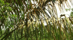 Manaus Brazil Rainforest Animals