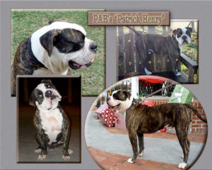 american patriot patrick henry the american bulldog is a stalwart ...