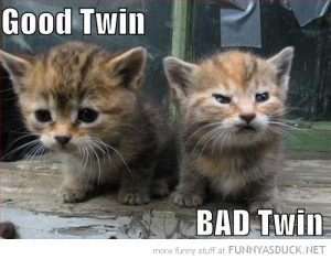 cute cats lolcats animals angry grumpy kitten good bad twin funny pics ...