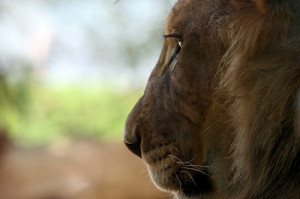 Aslan, The Greatest Lion (Photo credit: peasap)