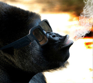 Funny Monkey Pics Smoking Wearing Glasses