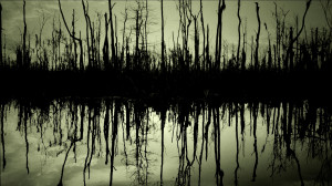 Trees In Swamp Wallpapers