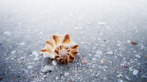 The Seashell of Inspiration – © Copyright 2012 by William Beem