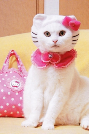 Hello Kitty Cat
