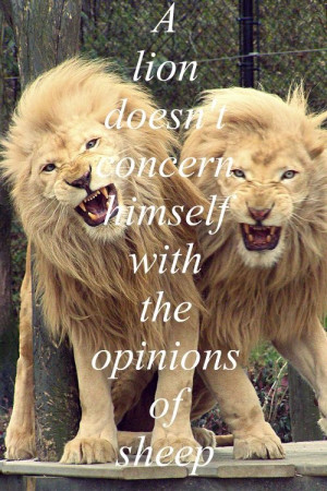 lion doesn't concern himself with the opinions of sheep