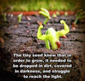 Seedling Sprout