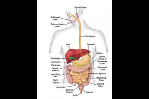 Human Digestive System Diagram