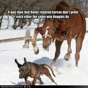 funny pictures horse crushes house jpg funny pictures little horse