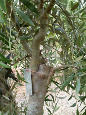 Olive Tree Israel Replaced