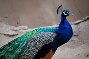 peacock pictures, peafowl pictures, most beautiful and colorful bird ...