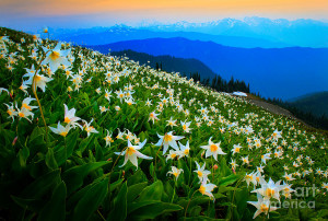 consider the lilies of the field they toil not neither do they spin ...