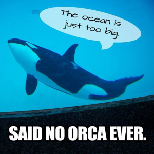 The ocean is too big...said no orca ever. Say no to SEAWORLD! Don't ...