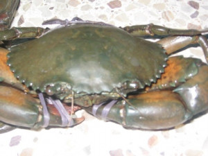Sea_food_live_crabs.jpg