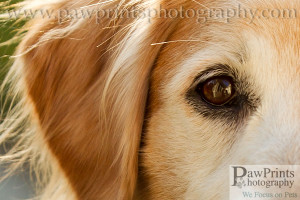 Golden Retriever Puppy Canis Familiaris Hugging Soft Toy Chick