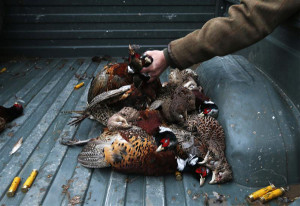 places a dead pheasant into the back of a truck during a pheasant hunt ...