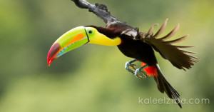 Keel Billed Toucan Flying Keel-billed toucan in flight