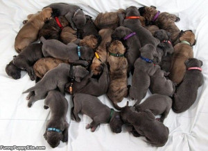 Huge_Pile_Of_Puppies