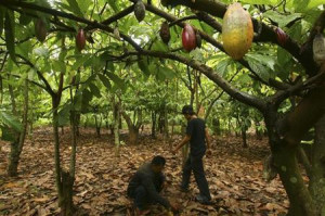 Farmers inspect their cocoa plantation in Makassar, South Sulawesi ...