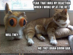funny-pictures-cat-shares-his-vet-experiences - funny-pictures-cat ...