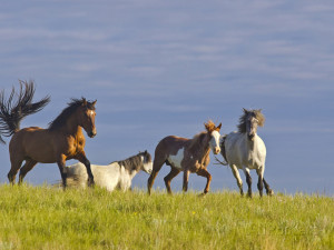 Running Mustangs Wild Horse