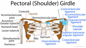 Joints of the Shoulder and Pectoral Girdle