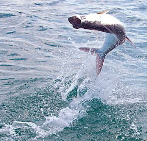 fly fishing quotes | Tarpon Fly Fishing