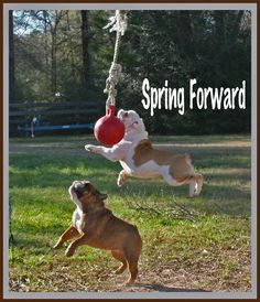 sunday morn spring forward to daylight savings time more forward ...