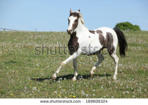 download this Skewbald Horse Running Wood Stock Photo Shutterstock ...