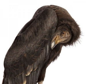 Image from Andrew Zuckerman's Bird Film.