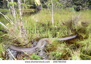 Funny Quotes Green Anaconda Snake 693 X 720 90 Kb Jpeg