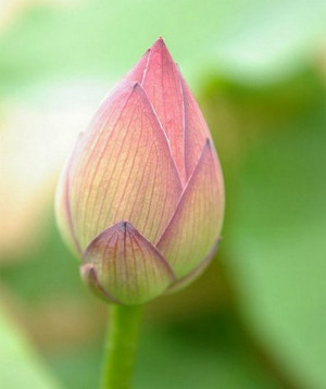 An unopened Nelumbo Flower bud - Indian Lotus.
