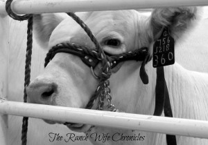 Show Cattle Quotes Img_9120.bw_-600x420.jpg