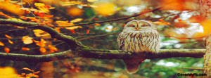 Fall-Autumn--Owl-Enjoying-Fall--30211.jpg