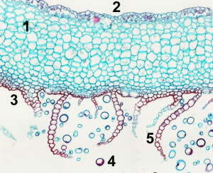 Marchantia Thallus Cross Section Labeled