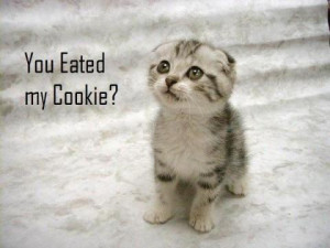 weheartit.combest, funny, cute, kitten, quotes, sayings, pictures