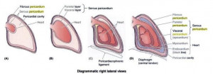 Visceral Pericardium Of The Heart