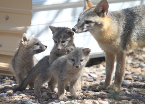 Animals Baby Foxes Gray Fox...
